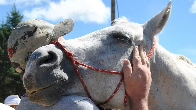 Introduction to Equine Assisted Psychotherapy