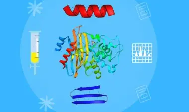 Biochemistry: Learn Amino Acid and Protein Basics